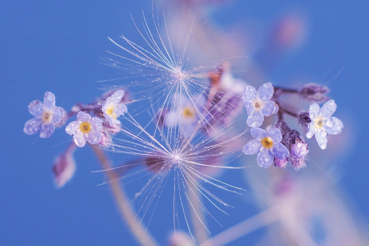 forget-me-not-4184594_1280